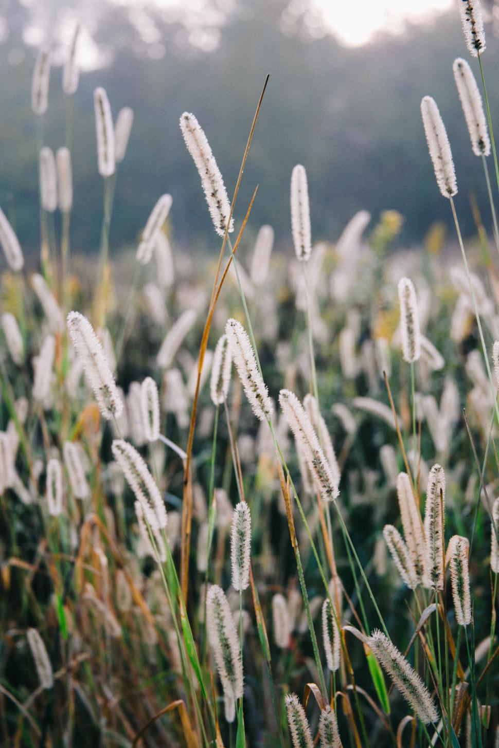 Free Image of Natural grass field at dawn 