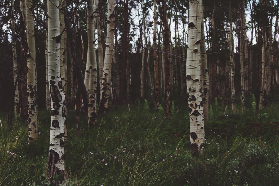Free Image of Dark birch trees forest with green undergrowth 