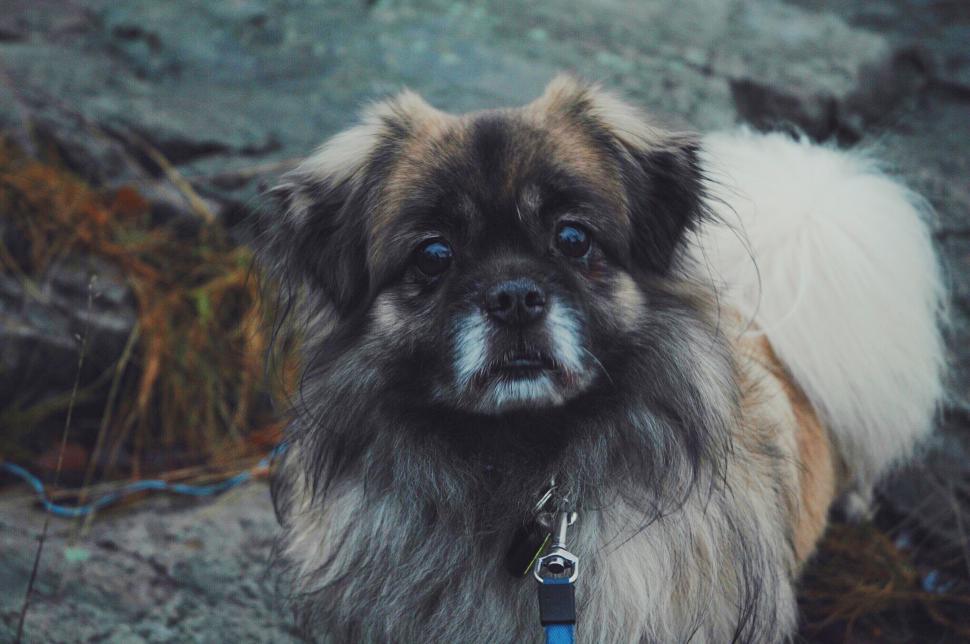 Free Image of Fluffy Brown and White Dog Looking Up 