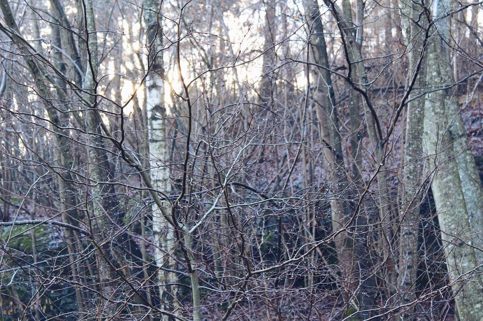 Free Image of Bare Winter Trees in a Dense Forest 
