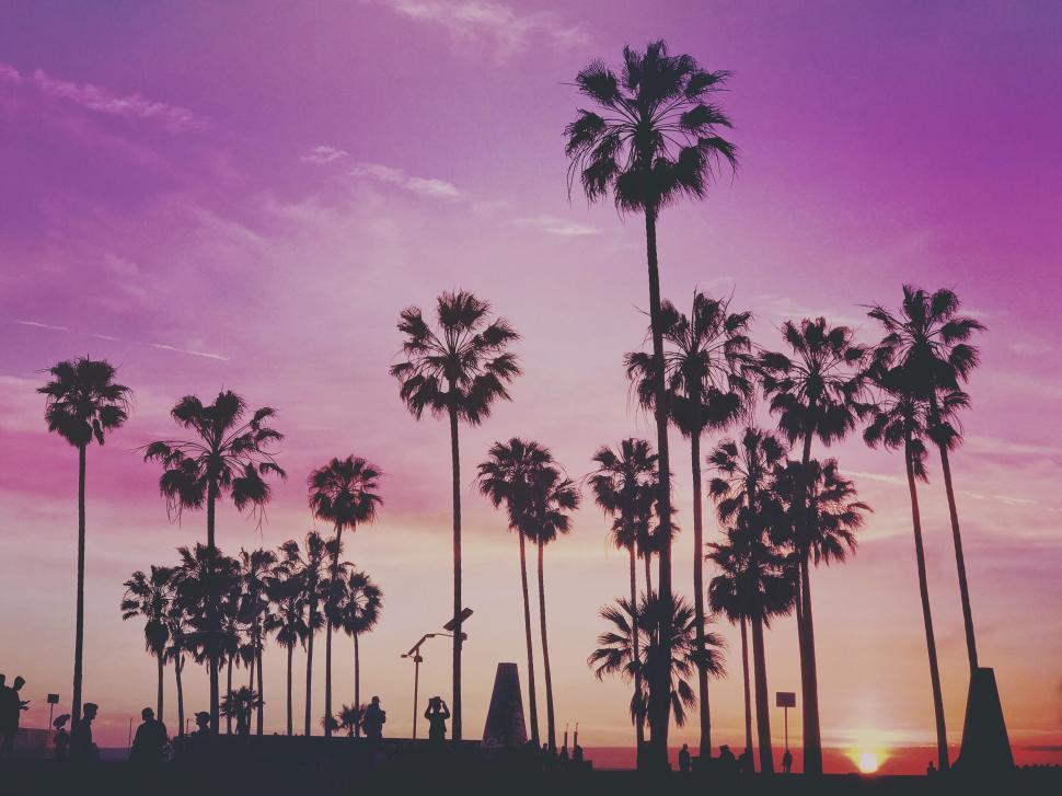 Free Image of Sunset over a Californian palm skyline 