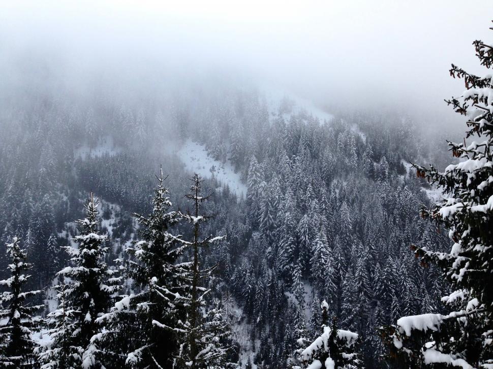 Free Image of Misty Forest with Snow-Coated Trees in Winter Scene 