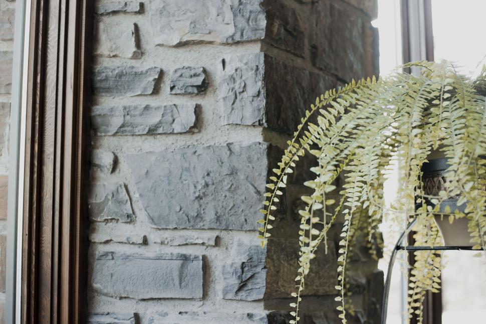 Free Image of Modern interior design with plant and stone wall 