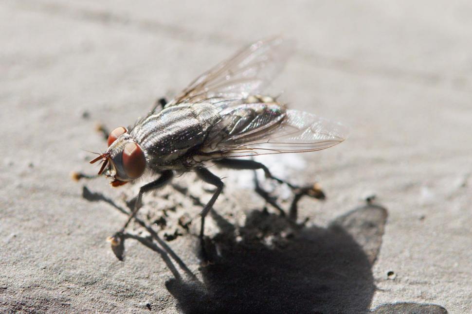 Free Image of Housefly 