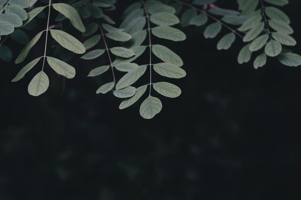 Free Image of Dark green foliage with intricate leaf pattern 