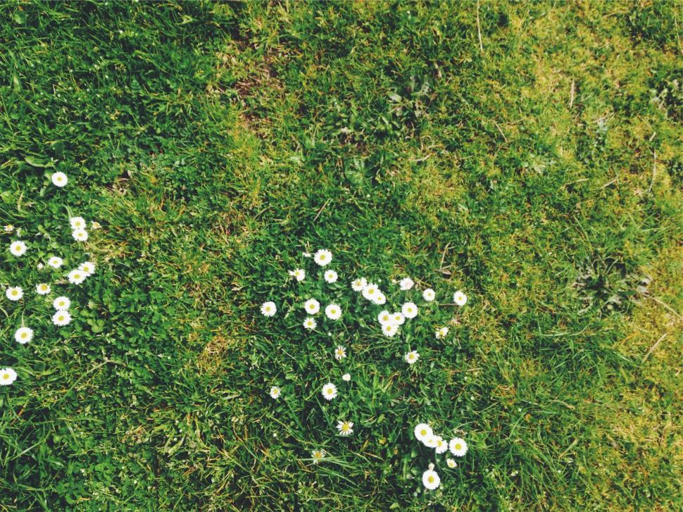 Free Image of Daisies in green grass field close-up 