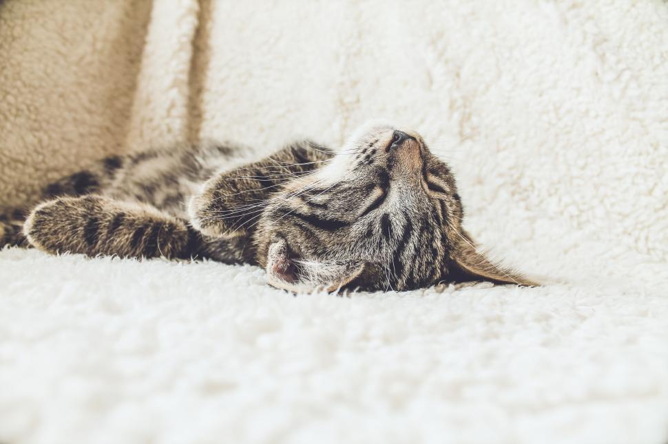 Free Image of Tabby cat sleeping peacefully on white blanket 