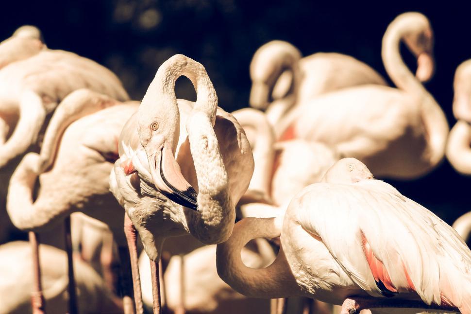 Free Image of Flamingos interacting in their natural habitat 