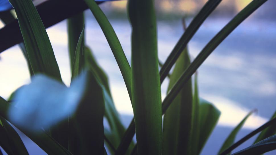 Free Image of Close-up of green leaves with hidden snow 
