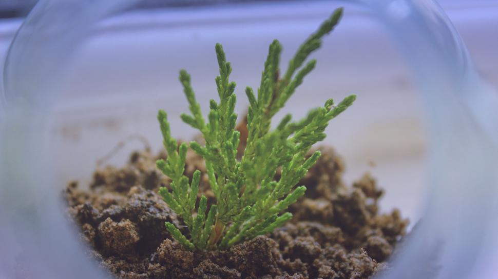 Free Image of Young conifer plant in glass jar 
