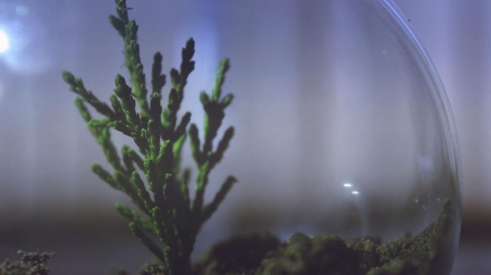 Free Image of Green plant inside transparent bubble 