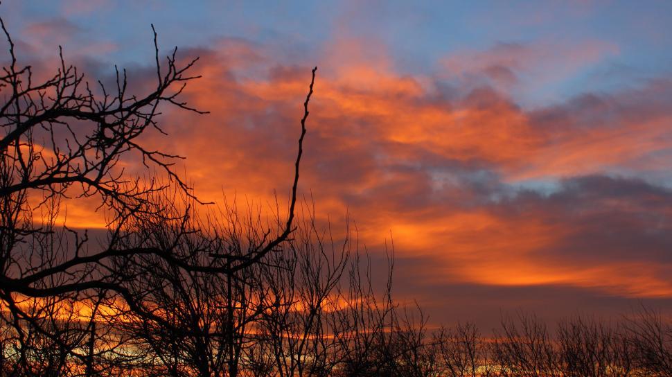 Free Image of Vibrant sunset with silhouette trees 