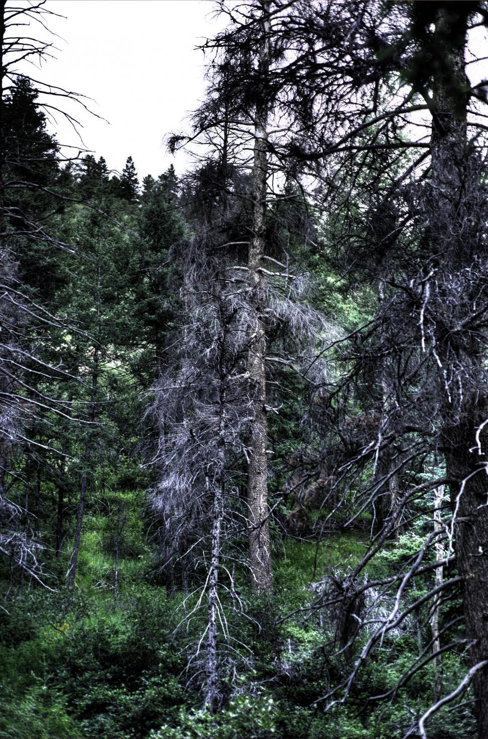Free Image of Burned Trees  