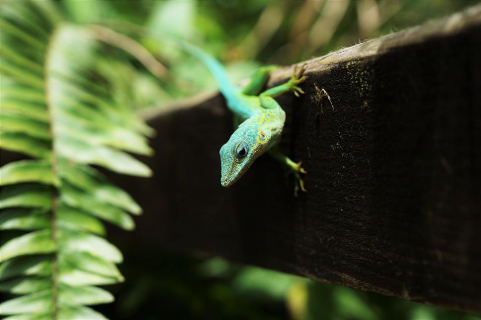 Free Image of Curious lizard peeking on a wooden plank 