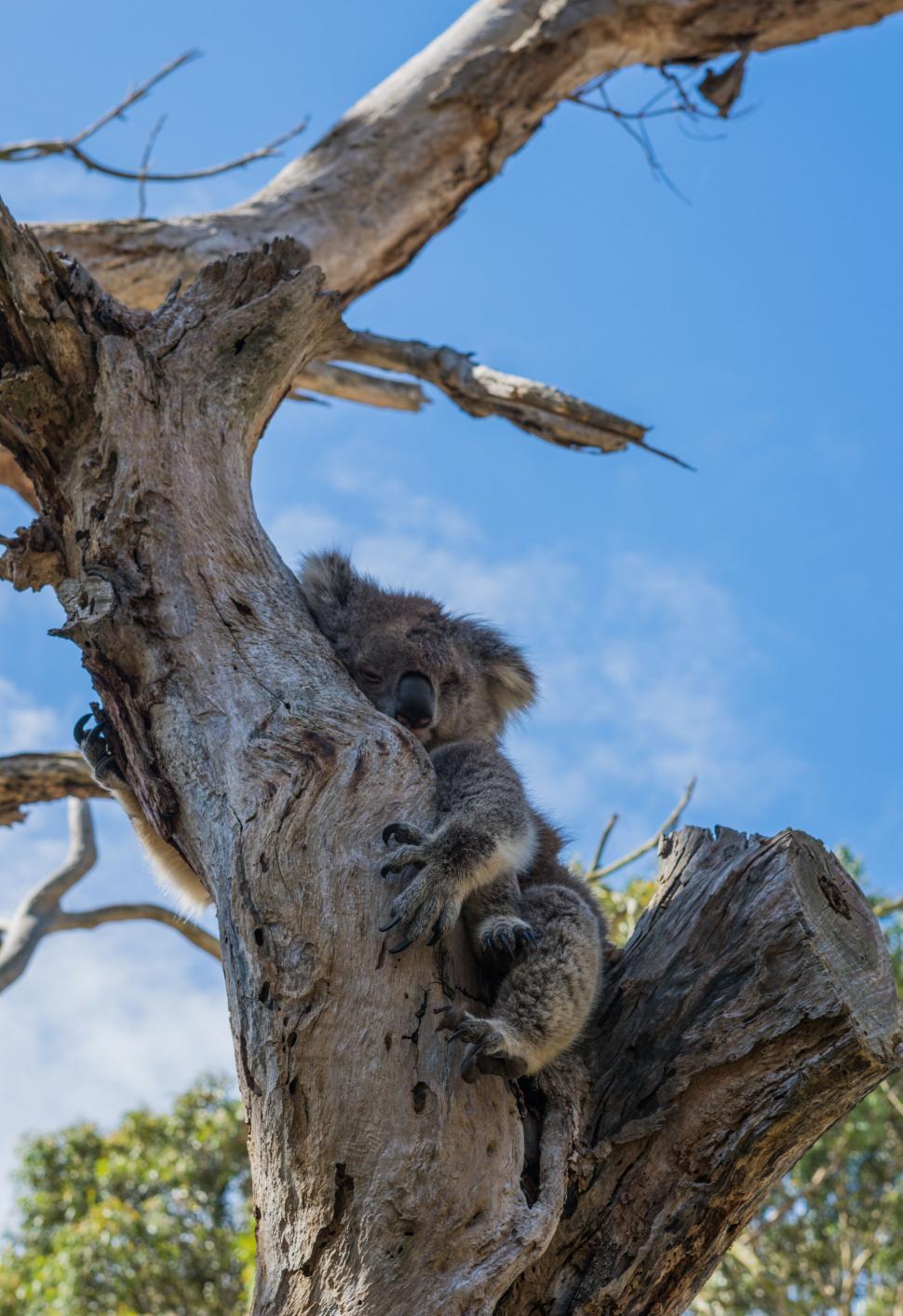 Free Image of Sleepy koala resting in a gum tree 