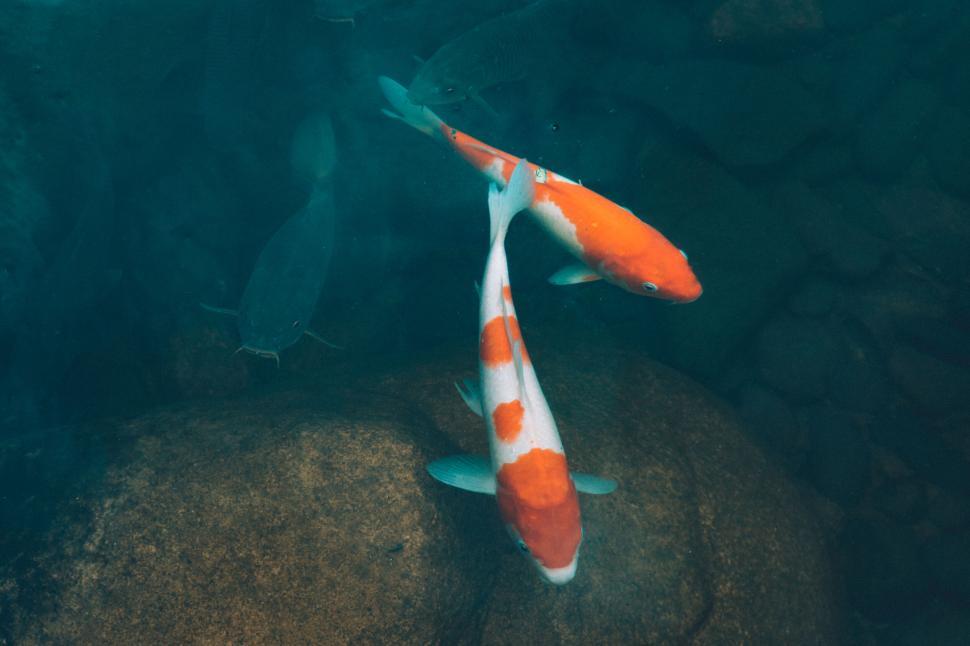 Free Image of Vibrant koi fish swimming in clear pond 