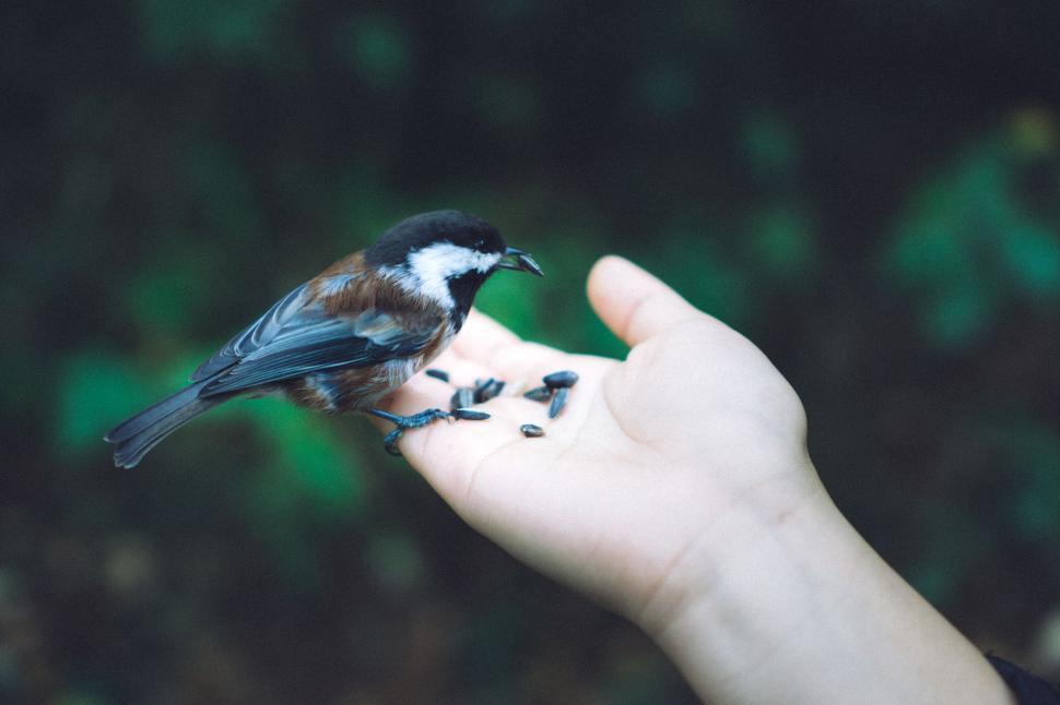 Free Image of Chickadee perched on a human hand 