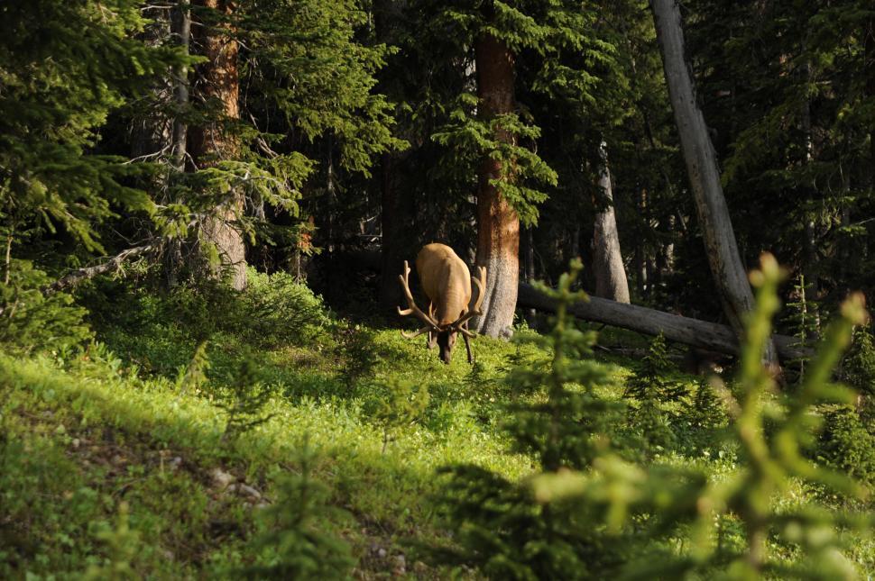 Free Image of One Deer in the forest   
