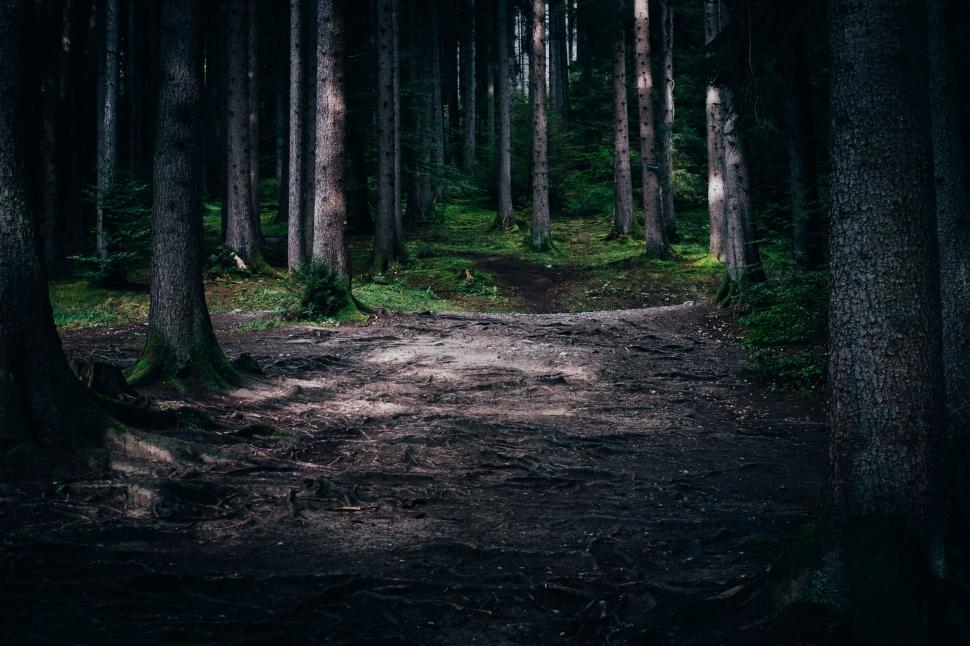 Free Image of Mystical forest pathway surrounded by trees 