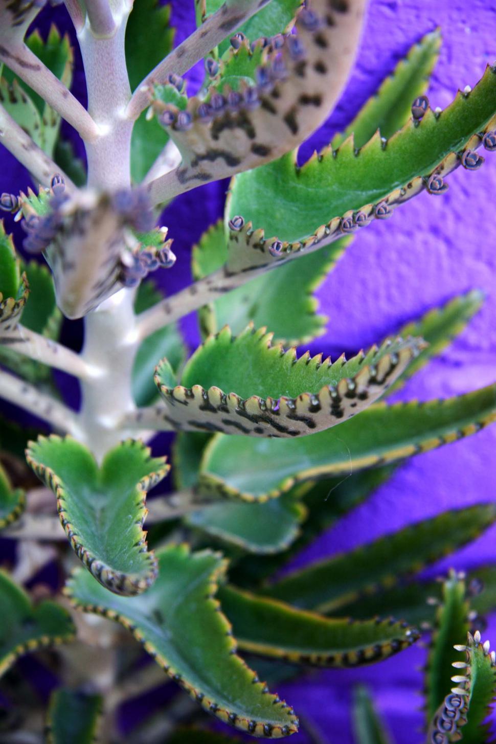 Free Image of Mother of millions plant 