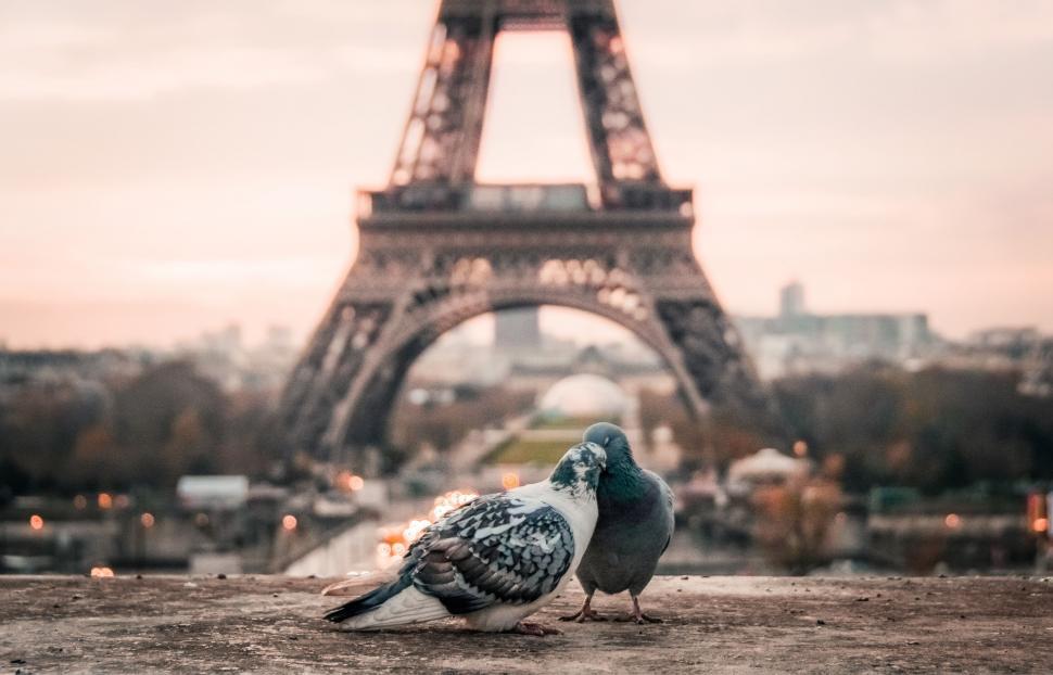 Free Image of Pigeons in love with Eiffel Tower 