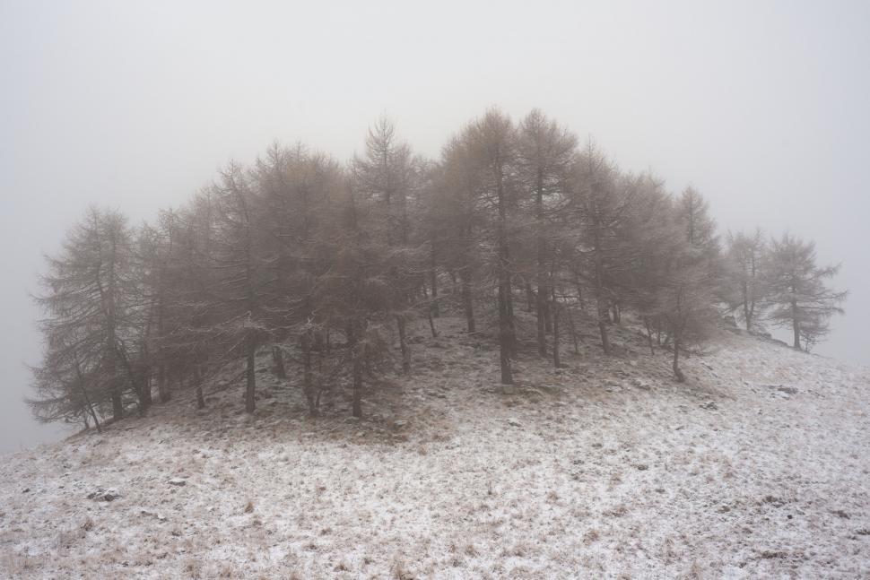 Free Image of Winter fog embracing a snowy hill with trees 