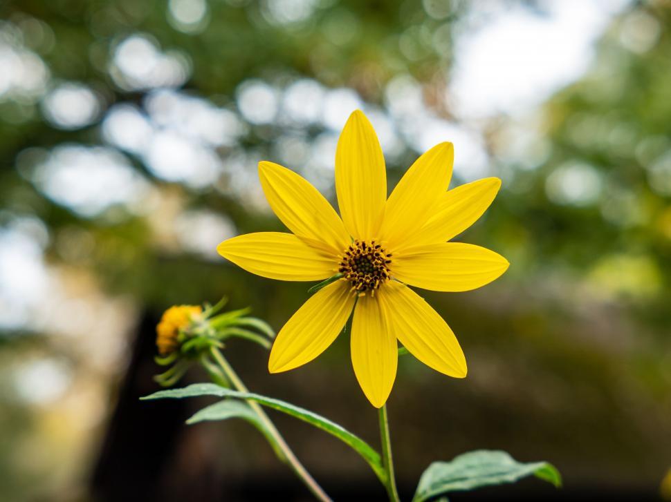 Free Image of Vibrant yellow flower in full bloom 