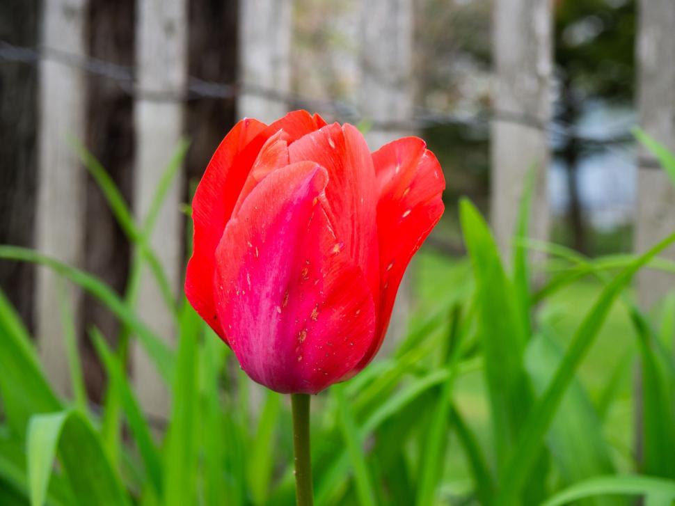 Free Image of Vibrant red tulip among green foliage 