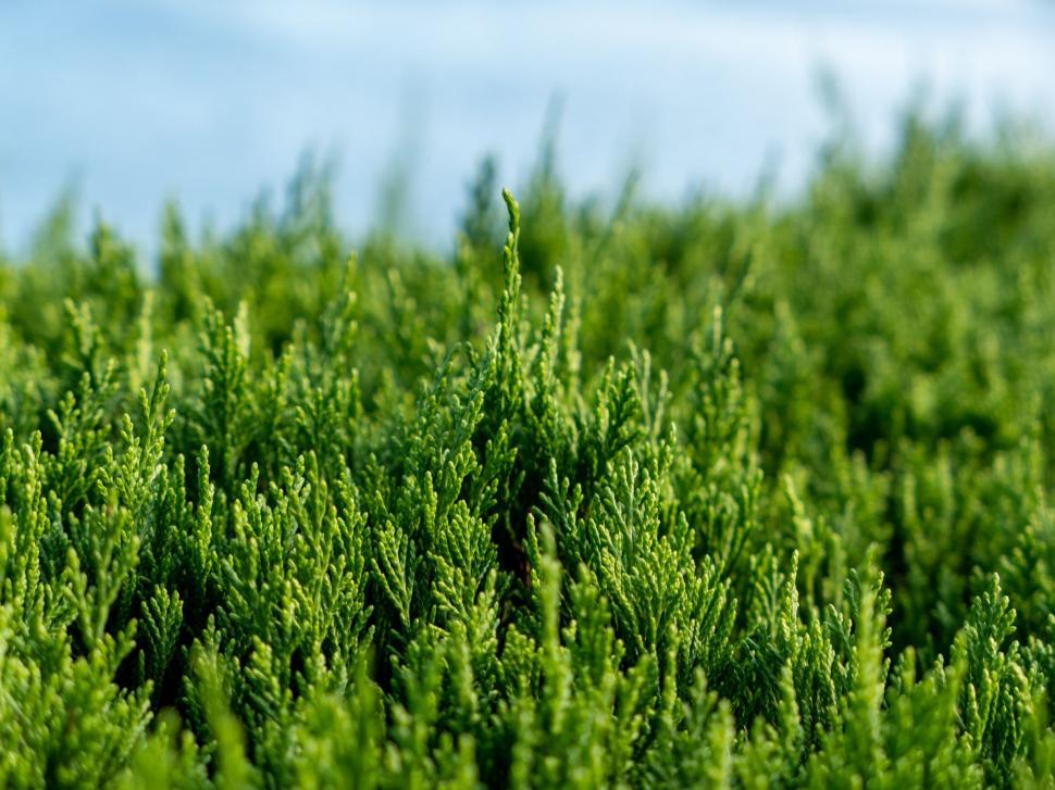 Free Image of Lush evergreen cypress foliage texture 