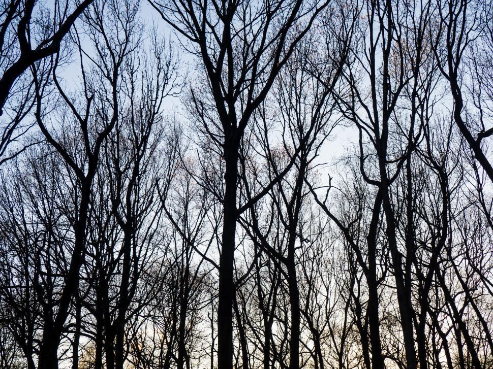Free Image of Silhouetted trees against twilight sky 