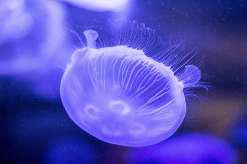 Free Image of Glowing jellyfish in a dark blue ocean 