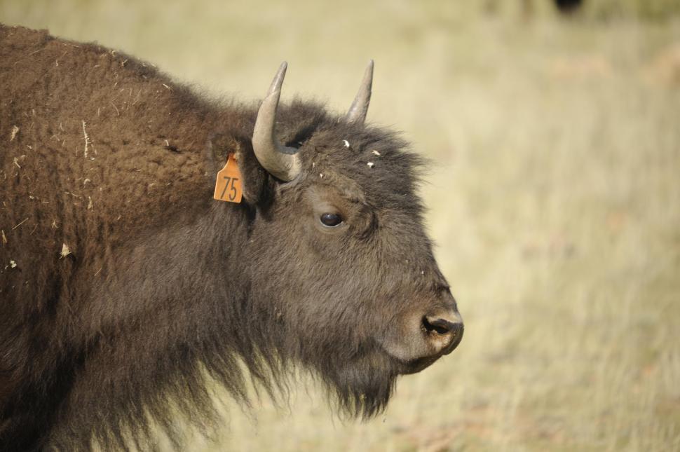 Free Image of Bison 