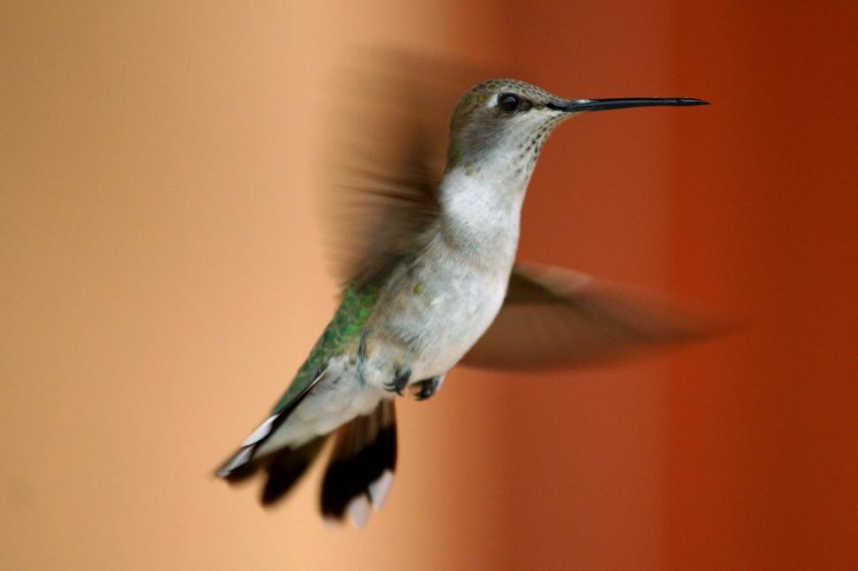 Free Image of Hummingbird in flight 