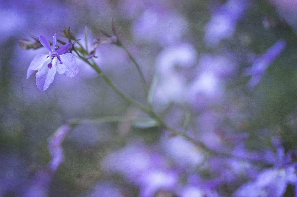 Free Image of Abstract purple wildflowers in bloom 