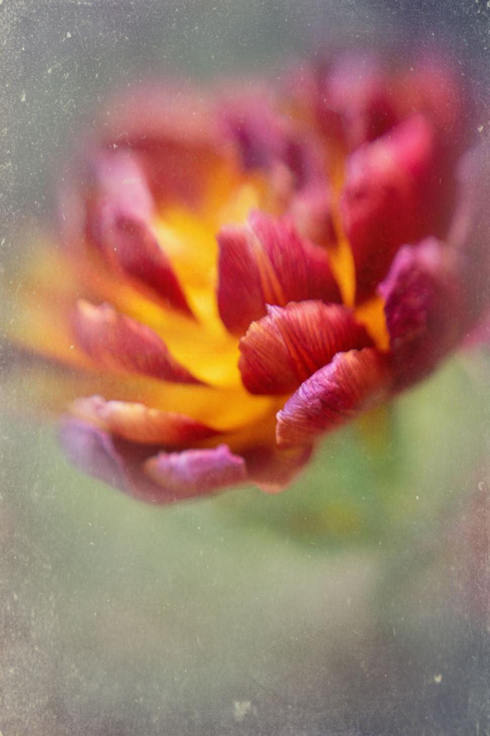 Free Image of Moody close-up of a textured maroon flower 