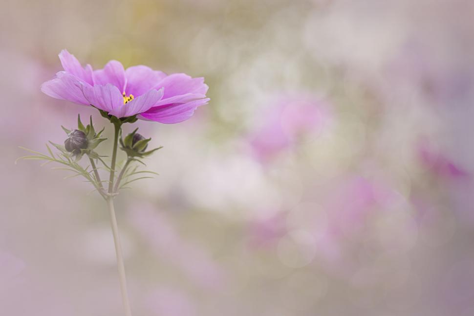 Free Image of Pink cosmea blossom against soft background 