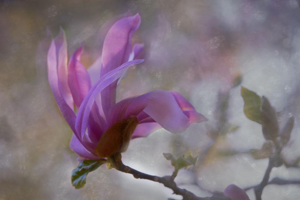 Free Image of Ethereal Purple Magnolia Flower in Soft Focus 