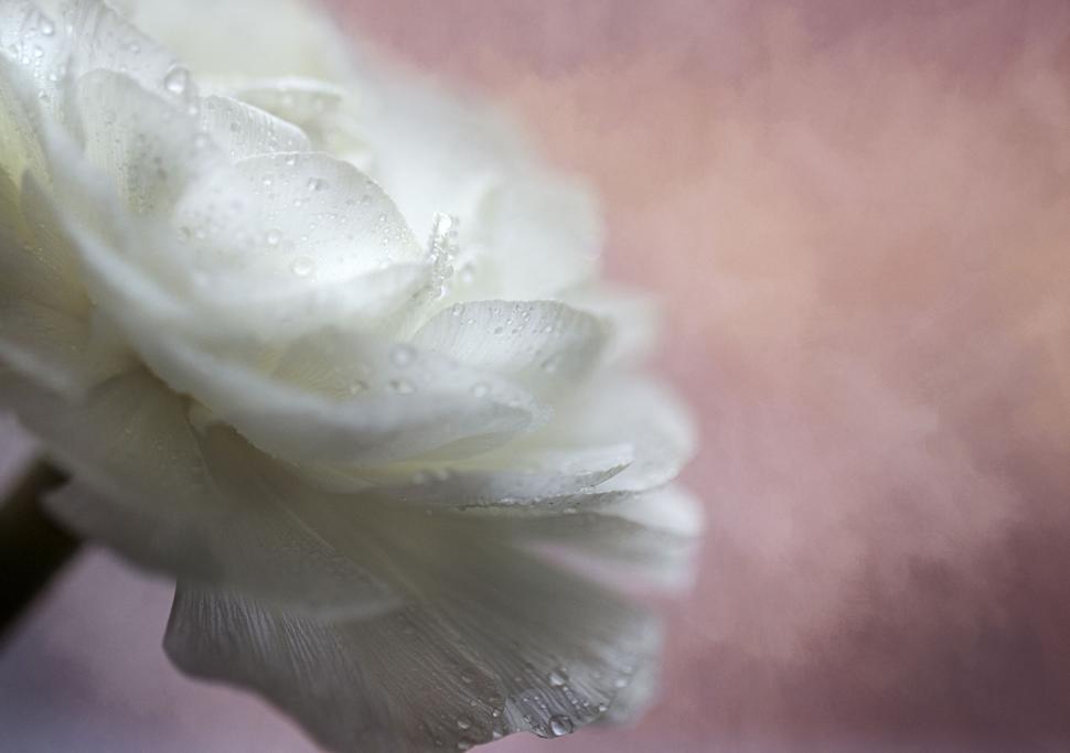 Free Image of Close-up white flower with dew droplets 