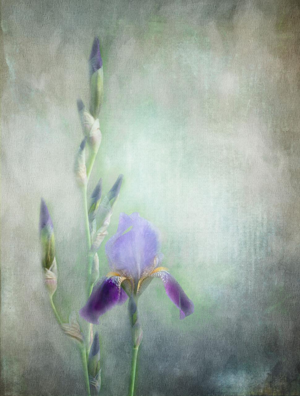 Free Image of Ethereal Single Iris Flower on Textured Background 
