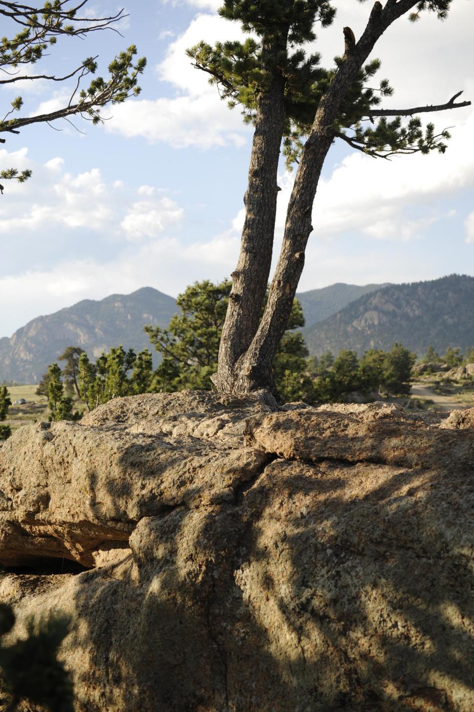 Free Image of Tree on rock 