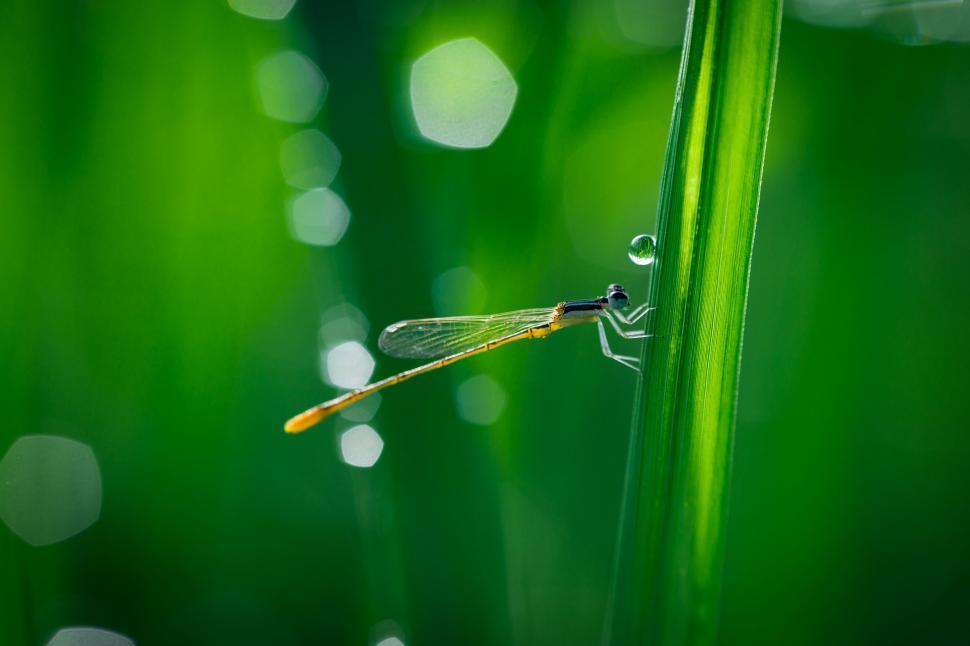 Free Image of Delicate dragonfly resting on a green leaf 