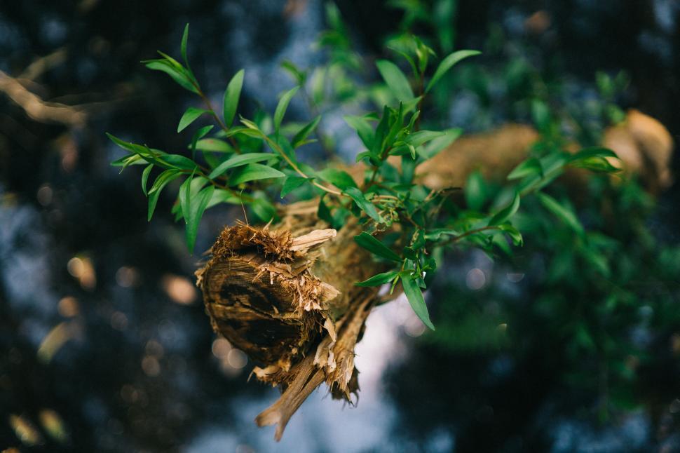 Free Image of Wilted tree stump surrounded by new life 