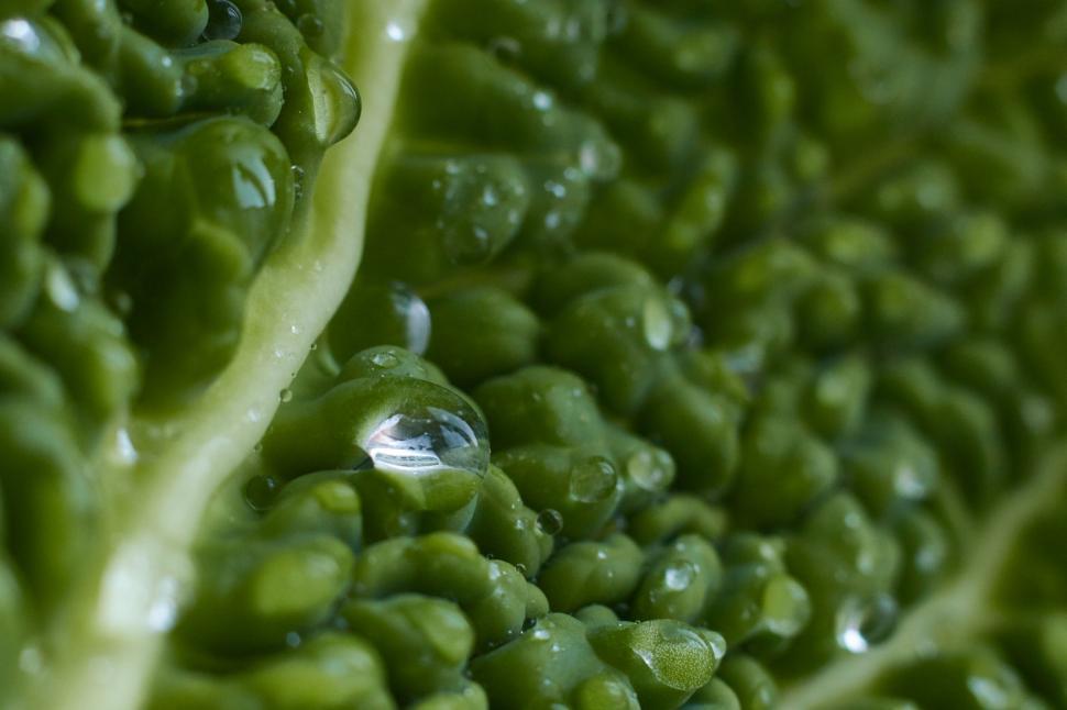 Free Image of Dewdrops on vibrant green lettuce leaf 