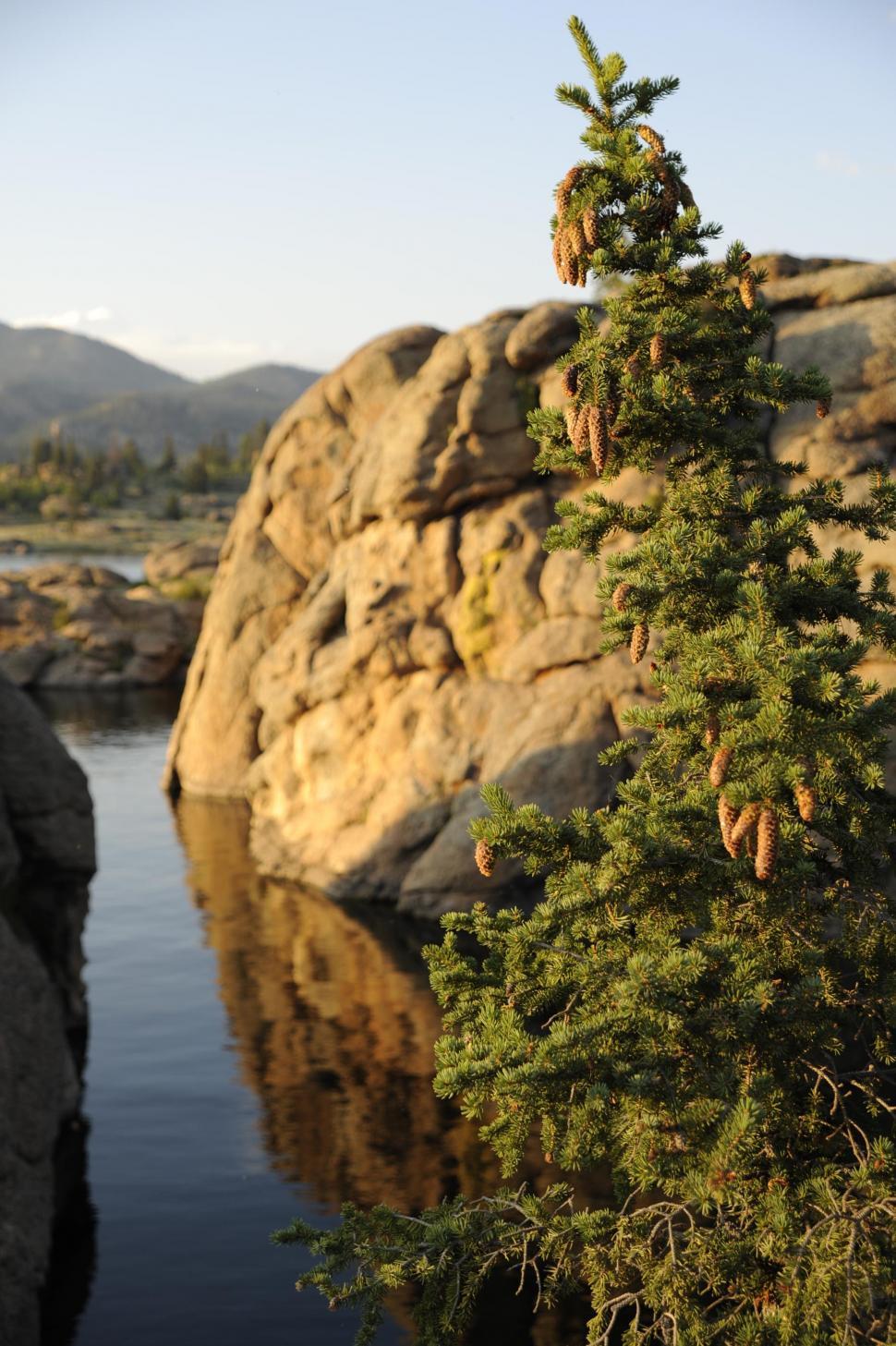 Free Image of Pine Tree and Lake  
