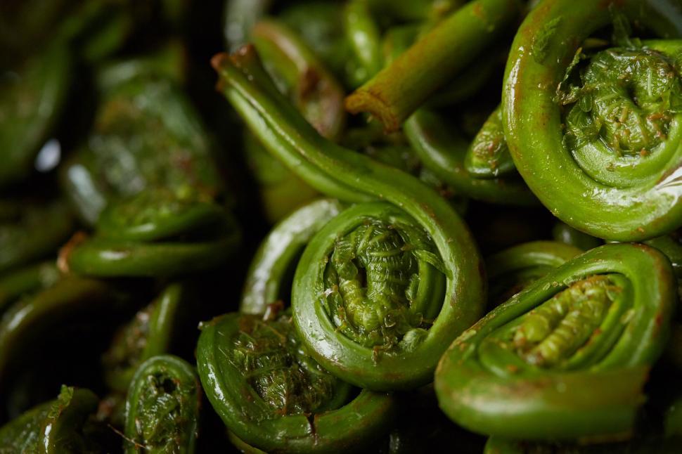 Free Image of Macro shot of fresh fiddlehead ferns 