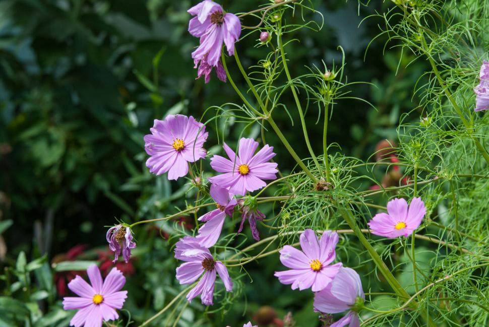 Free Image of Delicate purple flowers in green foliage 
