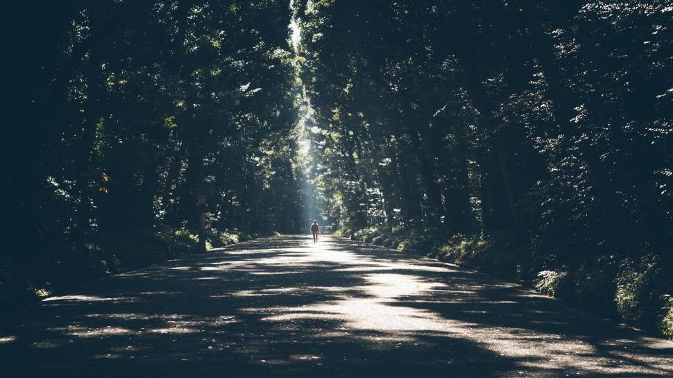 Free Image of Sunlight filtering through a lush green avenue 