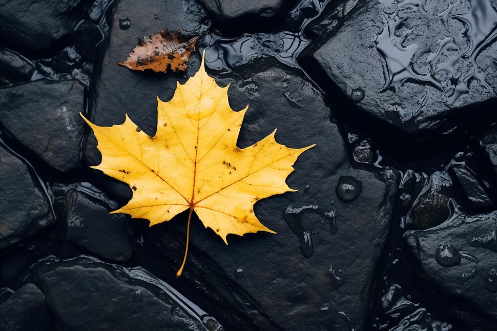 Free Image of Vibrant yellow maple leaf on wet stones 