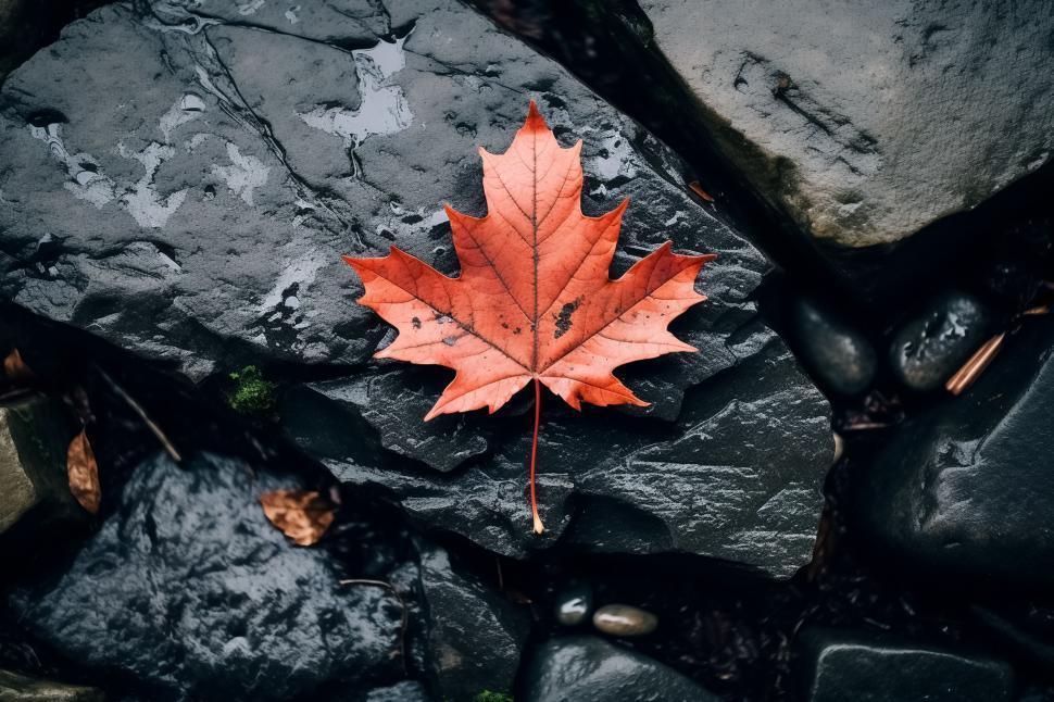Free Image of Solitary crimson leaf on rocky surface 