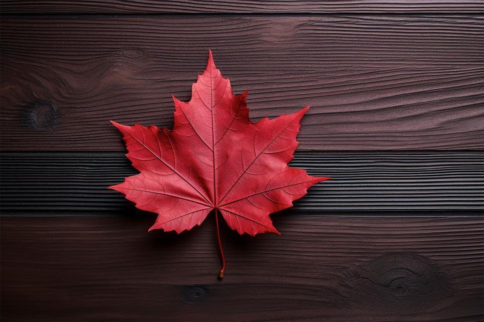 Free Image of Red maple leaf on chocolate brown wood 